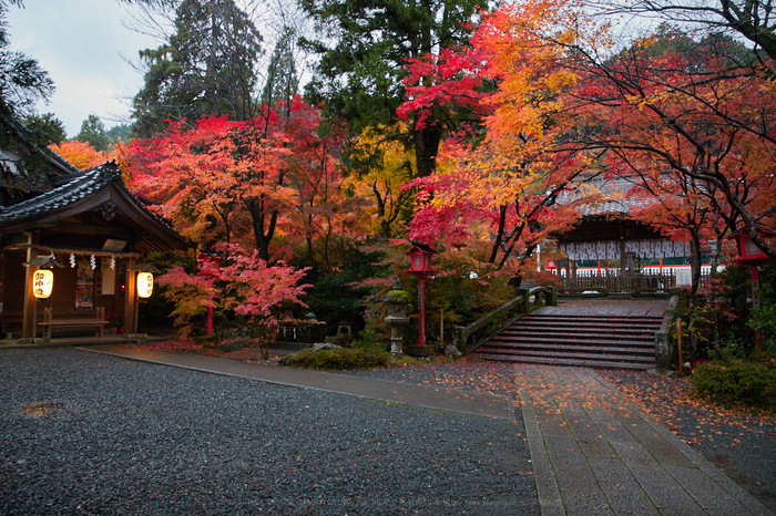 京都 亀岡 紅葉の鍬山神社と神蔵寺 2017 ／ SIGMA 24-70mm F2.8